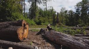 Best Weed Control  in Meadow Glade, WA