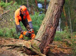 Best Tree Disease Treatment  in Meadow Glade, WA