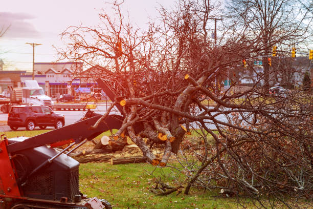 Trusted Meadow Glade, WA Tree Care Experts