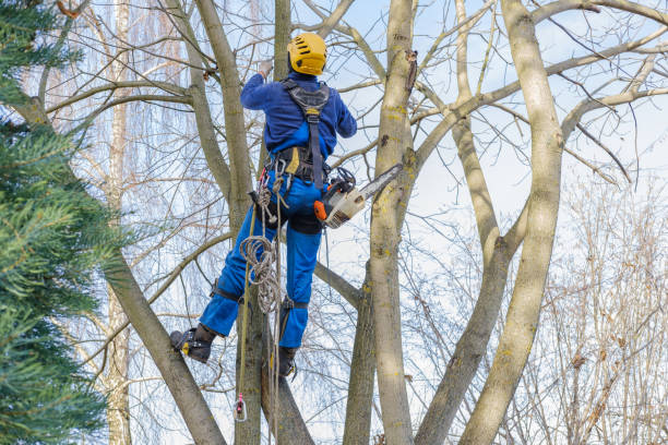 Best Utility Line Clearance  in Meadow Glade, WA
