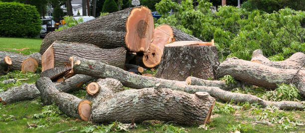 Best Tree Removal  in Meadow Glade, WA