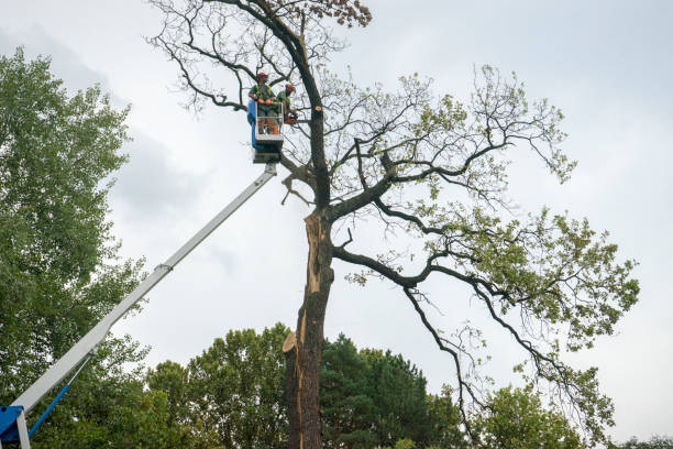 How Our Tree Care Process Works  in  Meadow Glade, WA