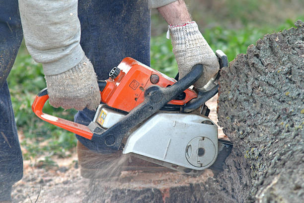Best Tree Maintenance Programs  in Meadow Glade, WA