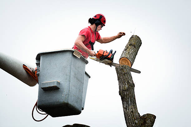 Best Leaf Removal  in Meadow Glade, WA